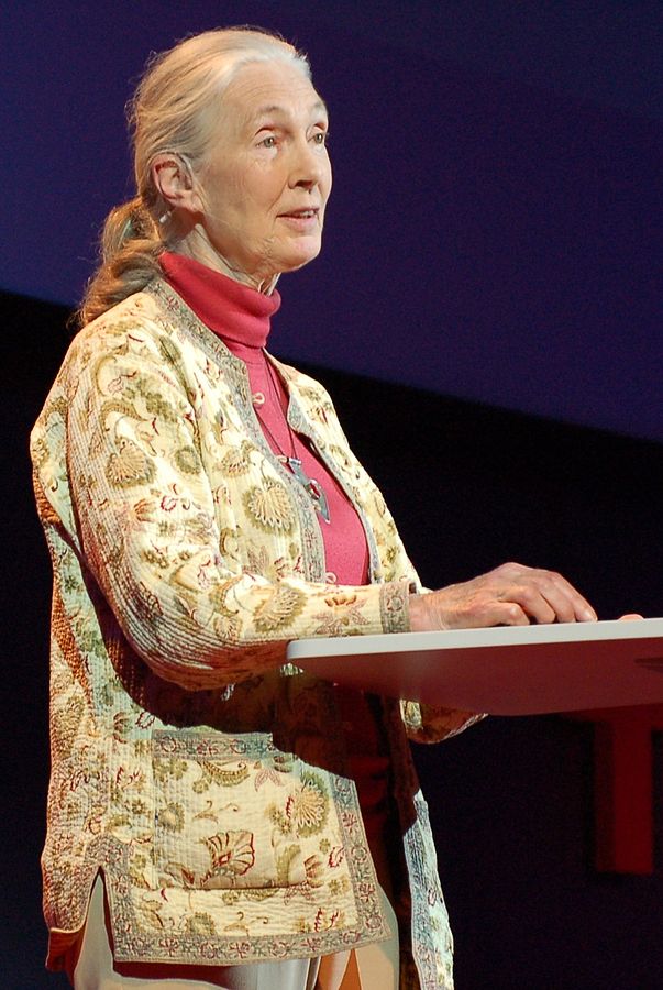 Cette photographie montre Jane Goodall devant un pupitre, en train de s'exprimer lors d'un TED Talk. Elle porte un haut rose et une veste à motif floral ; ses cheveux blancs sont noués en queue de cheval.