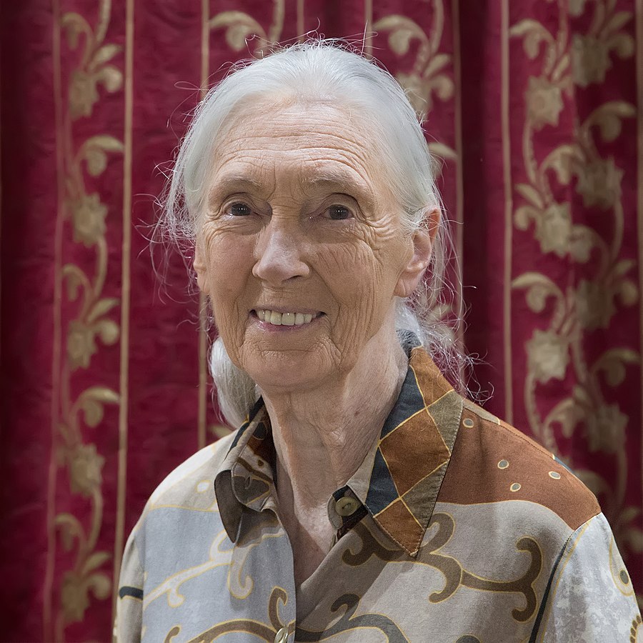 Cette photographie montre Jane Goodall. De face, elle sourit. Ses cheveux blancs sont retenus en queue de cheval.