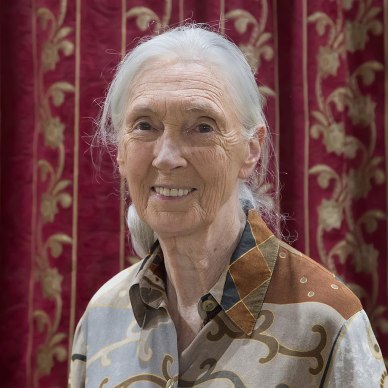 Cette photographie montre Jane Goodall. De face, elle sourit. Ses cheveux blancs sont retenus en queue de cheval.